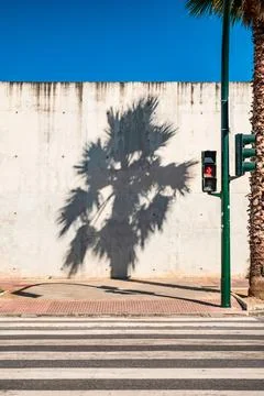Spanish Palm Stock Photos