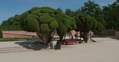 Spanish pine Video stock 77114503