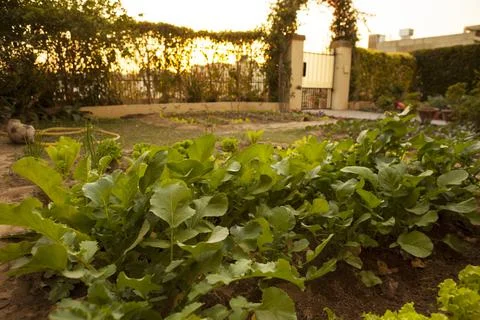 Spanish Radish, Lettuce Vegetable Patch in Front yard Garden Stock Photos