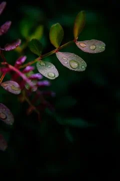 Spanish Raindrops Stock Photos