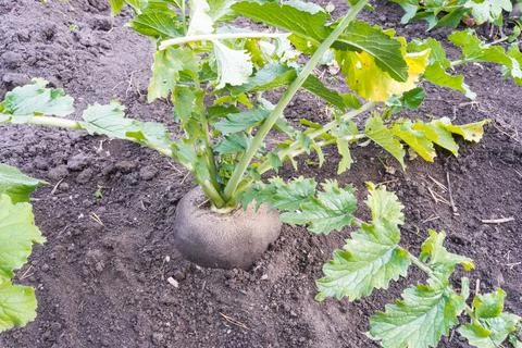 Spanish Round Black Radish, Raphanus sativa Stock Photos
