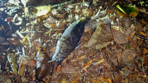 Spanish slug Attacked by Leopard slug beast at night in the forest. Stock Footage 136434364