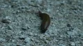 Spanish slug close up crawls on grey gravel ground 4k or 4k+ Resolution