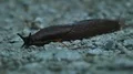 Spanish slug close up crawls on grey gravel ground 4k or 4k+ Resolution