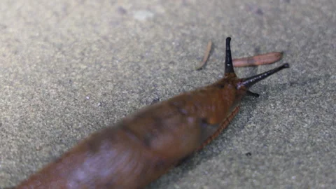 Spanish slug crawling up the garden path Stock Footage 282158429