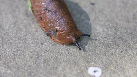 Spanish slug crawling up the garden path Stock Footage 282159723