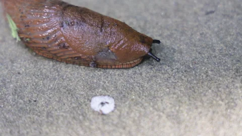 Spanish slug crawling up the garden path Vídeos de archivo 282159883