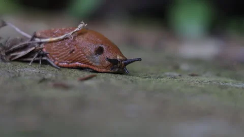 Spanish slug crawling up the garden path Stock Footage 282163919