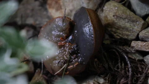 Spanish slug crawling through the leaves in the garden Video stock 282117909