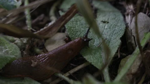 Spanish slug crawling through the leaves in the garden 動画素材 282118764