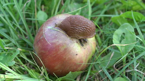 A spanish slug eats an apple Stock Footage 254075644