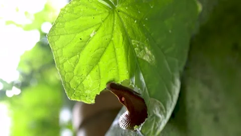 A Spanish slug eats a cucumber leaf, bottom view Stock Footage 248427535