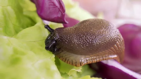 Spanish slug eats green lettuce leaves and moves around the lettuce. Stock-Footage 258043097