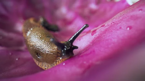 Spanish slug eats red cabbage leaves and moves around. Close-up of Spanish slug, Stock Footage 256682616