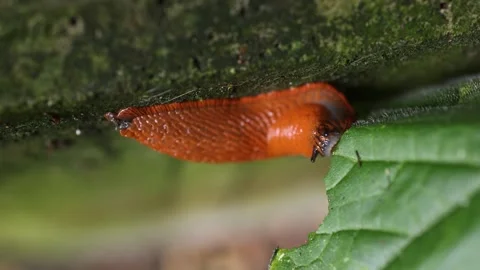Spanish slug in the garden on a cucumber leaf, close up of crawling snail Stock Footage 249938575