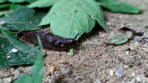 Spanish slug on the ground Stock Footage 230036434