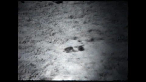 Spanish Sparrow 1972 Stock Footage 119981713