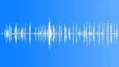 Spanish Sparrow Calls Sound Effect