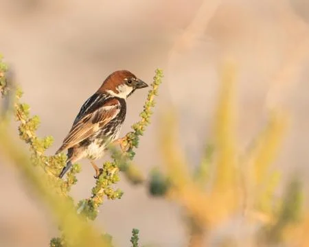 Spanish sparrow perched Stock-Fotos