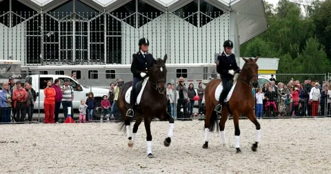 Spanish step two horses Stock Footage 66794738