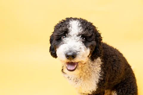 Spanish water dog looking at camera on yellow background. copy space. Stock Photos