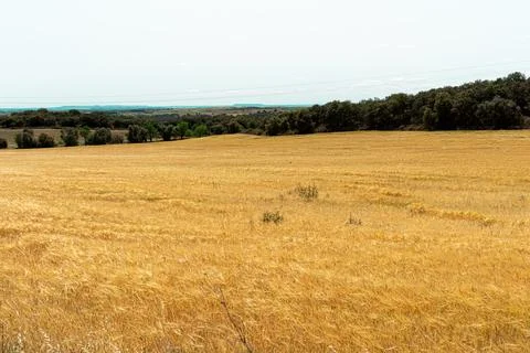Spanish wheat fields in summer Stock Photos
