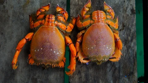  Spanner crab or frog crab Video stock 95416846