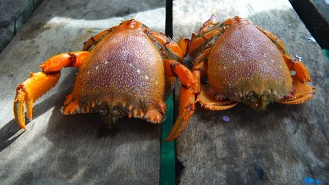  Spanner crab or frog crab Video stock 95416883