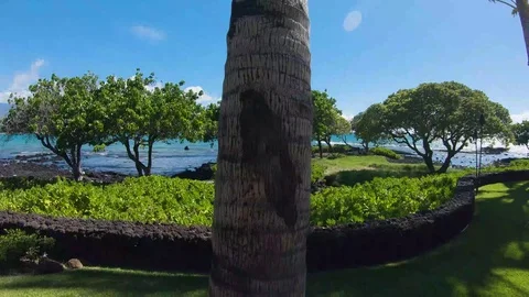 Spanning Upper View of Coconut Tree Hawaii Sun Shining In the wind Stock Footage 117405804