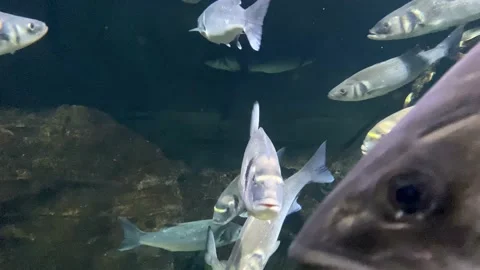 SPAR. A flock of fish. Lots of fish swimming in the aquarium. Underwater Stock Footage 207994954