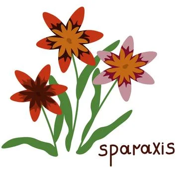 Sparaxis vector illustration Stock Illustration
