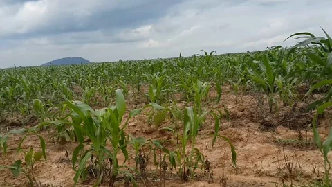 A Sparce Corn Field  co Stock Footage 116624669