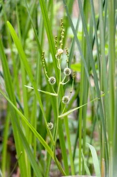 Sparganium Erectum 写真素材