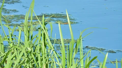 Sparganium erectum, simplestem bur-reed or branched bur-reed, is perennial pl Stock Footage 188914938