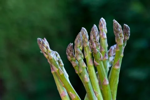 Spargel Foto stock