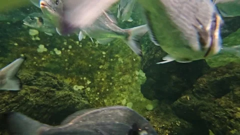 A sparidae fish school  Stock Footage 264127701