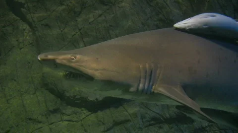 The spark mum Stock Footage 264702