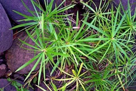  sparkle grass tree from right side forming a tropical tree pattern Stock Photos