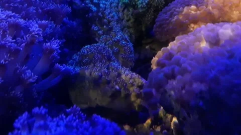 Sparkle of light among live corals marine ornamental aquarium Stock Footage 214188976