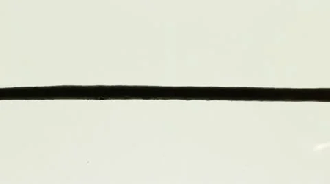 Sparkler burning on white background Stock Footage 12321597