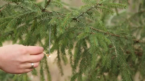 Sparkler gets burnt in christmas tree Stock Footage 44219748
