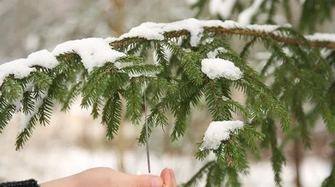 Sparkler gets burnt in christmas tree Stock Footage 44221964