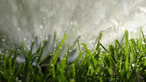 Sparkler in Green Grass Stock Footage 77555545