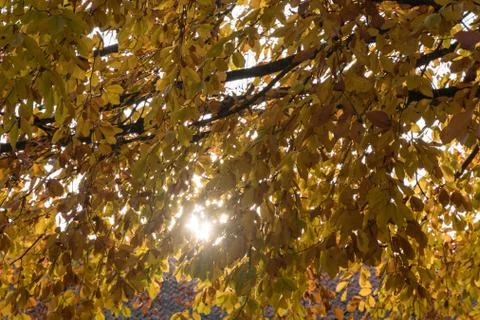 Sparkling beech tree branches Stock Photos