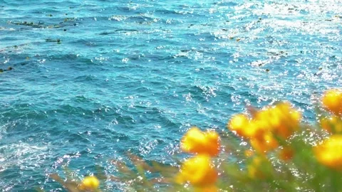 Sparkling Blue Ocean Water Framed by Blurry Yellow Wildflowers Stock Footage 346345708