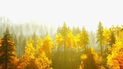 Sparkling coniferous forest in the mountains during fall sunset Stock Illustration