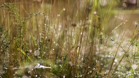 Sparkling dew droplets on backlit grass in the meadow Stock Footage 341566374