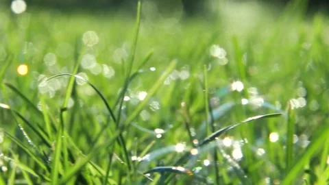 Sparkling dew drops on fresh grass in sunlight Stock Footage 316250259