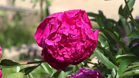 Sparkling dew on a peony Video stock 40168463