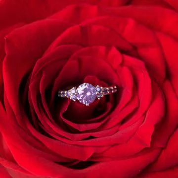 Sparkling engagement ring inside red rose. Romantic gift for valentines day.  Stock Photos